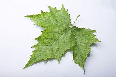 《陆行鸟赛车GP》限时福利含《最终幻想7》主角